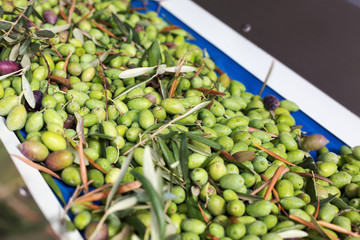 Conveyor belt with ripe olives on olive oil factory. Selective focus