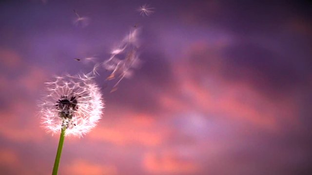 Blowing Dandelion Seeds. Flying dandelion seeds on a background tragic sunset. Slow motion 240 fps.