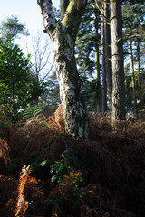 Fototapeta premium lickey hills