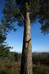 Fototapeta premium lickey hills