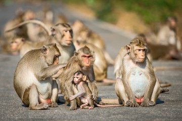 Naklejka premium Monkeys