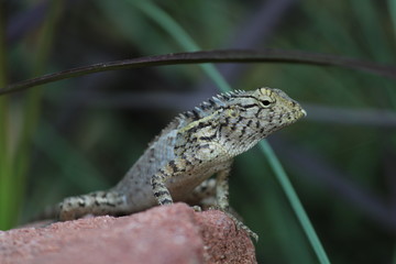 Lizard