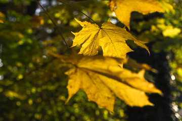 Gelbe Ahornblätter in der Herbstsonne