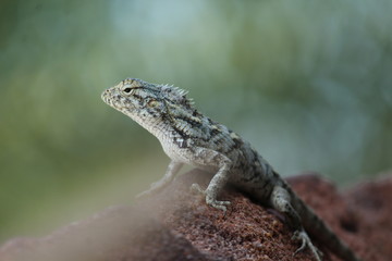 Lizard