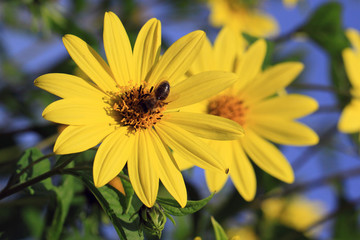 Perennial Sunflower Capenoch Star with bee insect