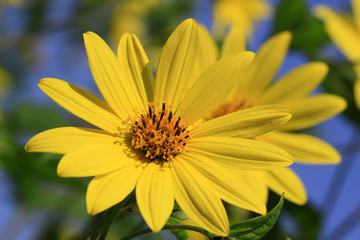 Perennial Sunflower Capenoch Star