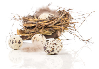 Naklejka na ściany i meble Nest with quail eggs, on a white background