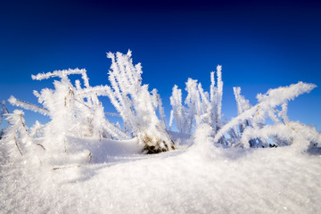 Frozen Plants. Field Covered with Snow with Blue Sky.