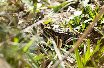 frog on nature