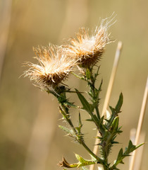 prickly plant in nature