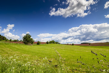 Spring Green Field with Fresh Grass and Blue Sky with Clouds. Easter Time Landscape.