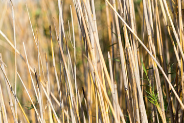 bulrush outdoors in autumn