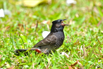 Red-vented Bulbul, exotic bird, eating