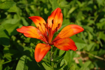 Fototapeta premium flower