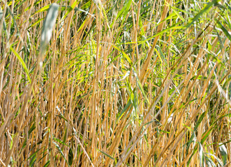 bulrush outdoors in autumn