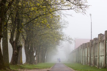 Alley covered with fog with trees on one side.