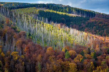 Waldumbau im Nationalpark Harz