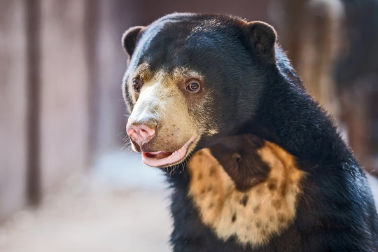 Black bear
