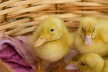 Cute young duckling, on start of their live.
