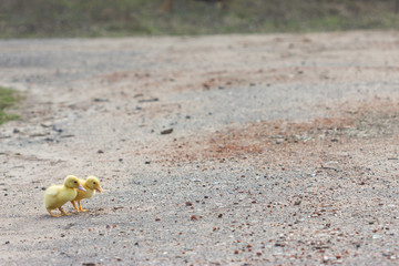 Two little duckling walking on the road