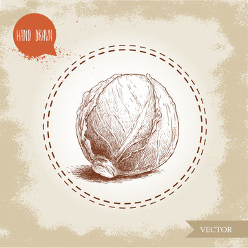 Hand drawn sketch style head of cabbage. Ripe and organic vegetable vector illustration.