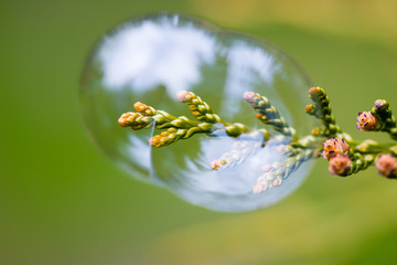 Bubbles caught on the branches of green bush