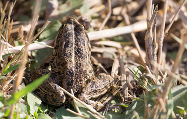 frog on nature