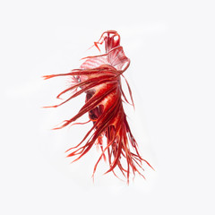 Siamese fighting fish show the beautiful fins tail ,Crowntail betta fish.
