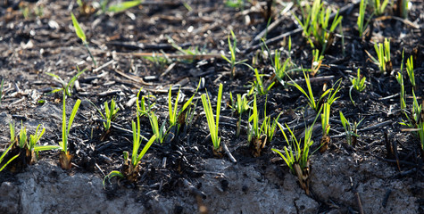green shoots after a fire