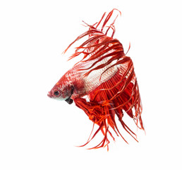 Siamese fighting fish show the beautiful fins tail ,Crowntail betta fish.