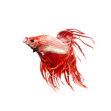 Siamese fighting fish show the beautiful fins tail ,Crowntail betta fish.