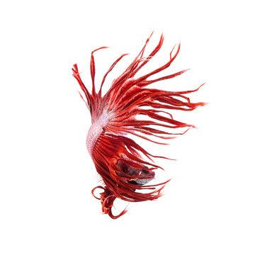 Siamese fighting fish show the beautiful fins tail ,Crowntail ฺBetta fish.