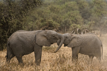 Fototapeta premium meeting