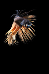 Siamese fighting fish show the beautiful fins tail ,Crowntail betta fish .