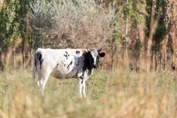 cow in a pasture