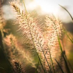 Fototapete Pennisetum alopecuroides 'Hameln' im Gegenlicht © progarten