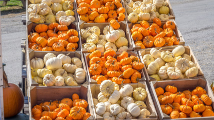 A checker board pattern of orange and white pumpkins on display