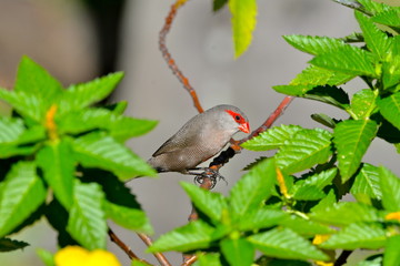 Red-browed Finch, exotic bird, red head