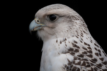 Falcon
