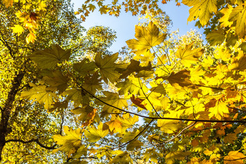 Acer velutinum - Samtahorn