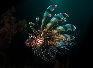 A Common Lionfish (Pterois volitans) hovers mid-water in the Lembeh Straits, North Sulawesi, Indonesia