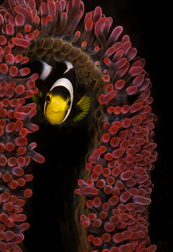 Panda anemonefish (Amphiprion polymus) hides under anemone on the Aer Prang 1 dive site, Lembeh Straits, North Sulawesi, Indonesia