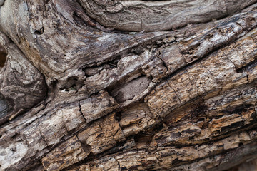 Bark texture. Wooden background