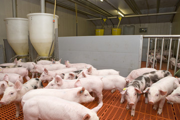 Pigs piglets. Modern stable. Plastic floor. Pig breeding. Netherlands. © A