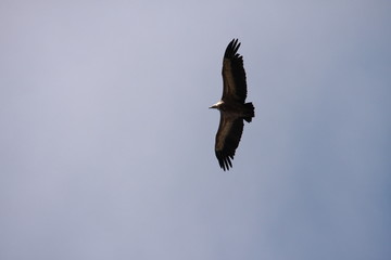 Vautour fauve (gyps fulvus)