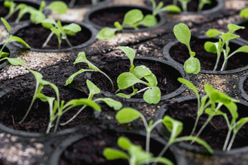Lettuce seeds sprouting in a greenhouse during winter. Hydroponic vegetables