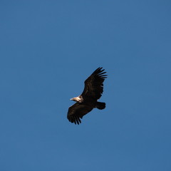 Vautour fauve (gyps fulvus)