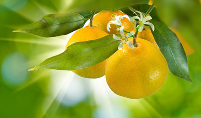  ripe orange on a green background