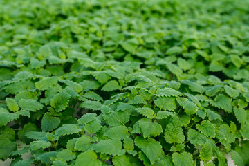 Growing mint leaves