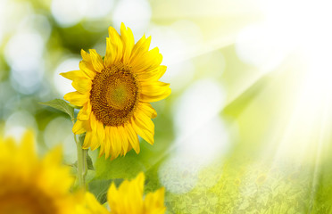 image of beautiful sunflowers closeup